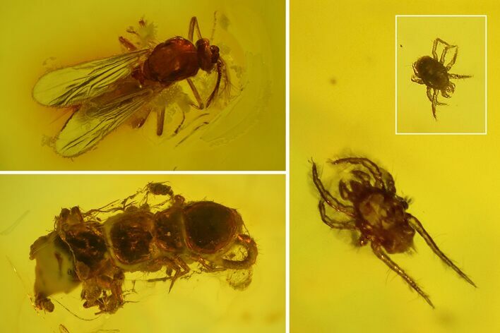 Fossil Flies, Mites And A Partial Centipede In Baltic Amber #163488